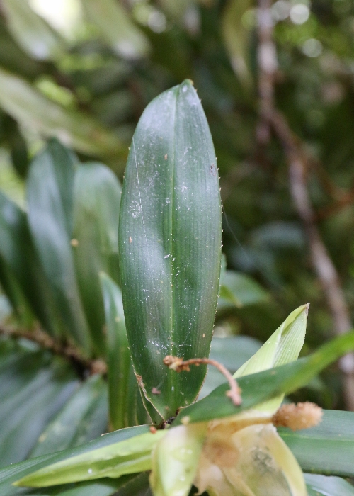 North Queensland Plants Pandanaceae